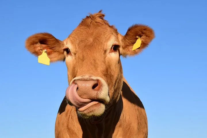 Смоленская область в 2021г снизила производство мяса на треть, молока - на 7%